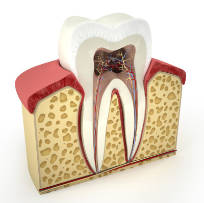 Human tooth cross-section (3d model)